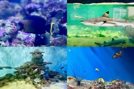 Chơi gì, ăn ở đâu khi du lịch Nha Trang?