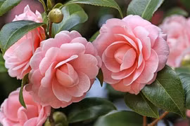 Sinh vào ngày Âm lịch này ở hiền gặp lành, con cái hưởng phúc