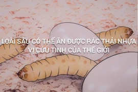 Loài sâu ăn nhựa cứu tinh cho rác thải nhựa toàn cầu