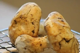 Thứ cây nhìn tưởng "cục đất", ai ngờ có giá tới 50 triệu/kg