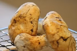 Thứ cây nhìn tưởng "cục đất", ai ngờ có giá tới 50 triệu/kg