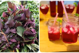 Loại rau mọc đầy ở vùng quê nhưng chống ung thư cực tốt