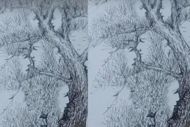 Trắc nghiệm tâm lý: Có 18 khuôn mặt ẩn giấu trong cây thông