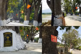 Hàng xà cừ cổ thụ trăm tuổi ở Thanh Hóa, cây cao nhất 40m