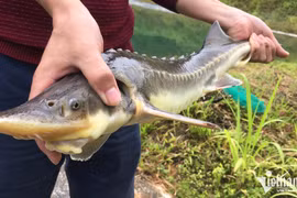 Nuôi thành công cá tầm ở 'chảo lửa' miền Trung