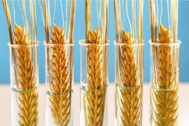 Lúa mì BĐG chịu hạn được nhiều quốc gia trên thế giới chấp thuận