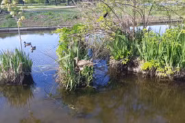 Diều hâu "ôm" gọn vịt trời, kẻ thứ 3 quấy phá và cái kết 