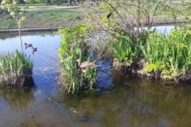 Diều hâu "ôm" gọn vịt trời, kẻ thứ 3 quấy phá và cái kết 