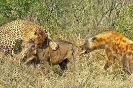 Video: Lợn rừng sống sót thần kỳ sau màn truy kích của kẻ săn mồi 