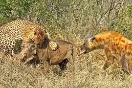 Video: Lợn rừng sống sót thần kỳ sau màn truy kích của kẻ săn mồi 