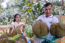 Trung Quốc "khát" sầu riêng Việt, xuất khẩu sắp vượt 1 tỷ USD