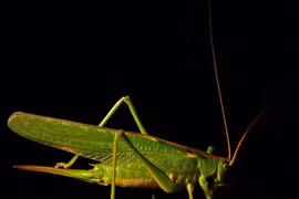 Đặc sản mỗi năm xuất hiện 2 lần ở đồng, bán 300.000 đồng/kg