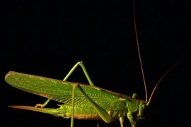 Đặc sản mỗi năm xuất hiện 2 lần ở đồng, bán 300.000 đồng/kg