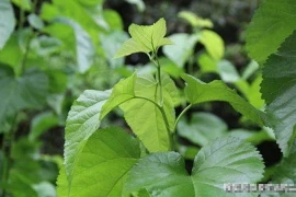 Bất ngờ lợi ích sức khỏe của lá dâu tằm