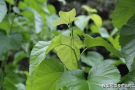 Bất ngờ lợi ích sức khỏe của lá dâu tằm