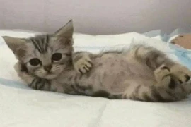 Biểu cảm hài hước của mèo khiến bạn "cười ra nước mắt"