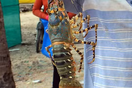 Bất ngờ với số tôm hùm Việt Nam xuất sang Trung Quốc