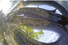 Loài cá nước ngọt này rất ngon nhưng cực kỳ hung dữ