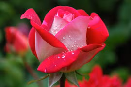 Tuần mới từ 28/11, 3 con giáp phúc lộc song toàn, đón vận may 