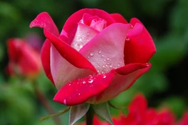 Tuần mới từ 28/11, 3 con giáp phúc lộc song toàn, đón vận may 