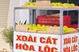 Xoài cát Hòa Lộc giá rẻ chưa từng có