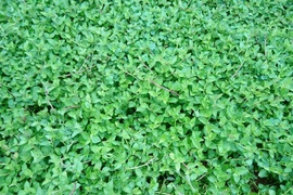 Cây dại thành đặc sản, dân trồng 2 tháng bán 120.000 đồng/kg