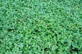 Cây dại thành đặc sản, dân trồng 2 tháng bán 120.000 đồng/kg