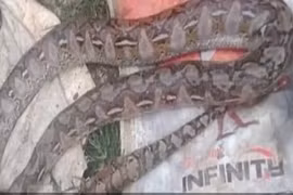 Video: Người đàn ông cắn chết con trăn "khủng" khi bị tấn công