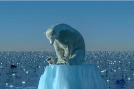 Ngày càng nhiều gấu Bắc Cực đói bụng phải vào bãi rác kiếm ăn