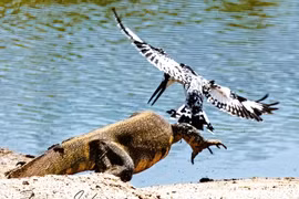 Chim bói cá “dội bom” tấn công khiến kỳ đà xây xẩm mặt mày