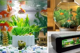 Nuôi 3 con này gia đình giàu có, chiêu tài hút lộc 