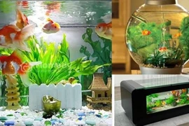 Nuôi 3 con này gia đình giàu có, chiêu tài hút lộc 