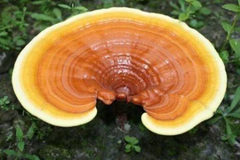 Nấm linh chi đại bổ cũng có thể hóa ‘chất độc chết người’ 