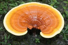 Nấm linh chi đại bổ cũng có thể hóa ‘chất độc chết người’ 