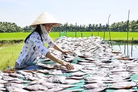 Giá khô mực, giá tôm khô hiện ở Kiên Giang tăng từ 20-100.000 đồng/kg