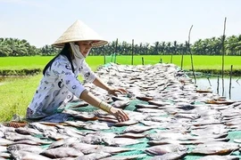 Giá khô mực, giá tôm khô hiện ở Kiên Giang tăng từ 20-100.000 đồng/kg