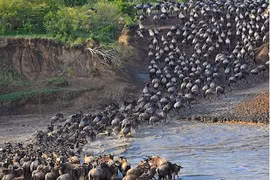 Cận cảnh cuộc vượt sông “sinh tử” của bầy linh dương