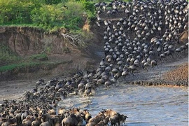 Cận cảnh cuộc vượt sông “sinh tử” của bầy linh dương
