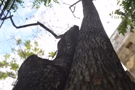 Hàng sưa đỏ quý hiếm hơn 30 tuổi ở Hà Nội bất ngờ rụng lá chết dần