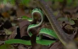 Video: Rắn roi xanh cực độc đại chiến rắn ráo, cái kết bất ngờ 