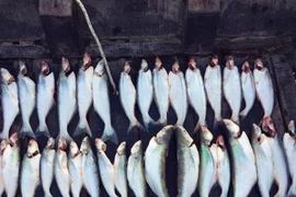 Loài cá có mùi lạ giá 700.000 đồng/kg, không có hàng để bán