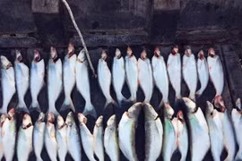 Loài cá có mùi lạ giá 700.000 đồng/kg, không có hàng để bán