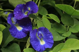 Công dụng bất ngờ của hoa đậu biếc