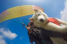 Chó 7 tháng tuổi nhảy dù cùng chủ ở độ cao nghìn mét