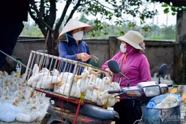 Nỗi buồn nông dân: Giá nông sản giảm, nguyên liệu đầu vào tăng 