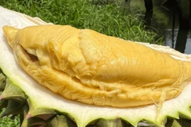 Trở lại vị thế "vua trái cây", cơm sầu riêng giá 450-500 nghìn/kg