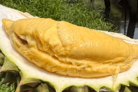 Trở lại vị thế "vua trái cây", cơm sầu riêng giá 450-500 nghìn/kg