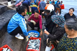 Nhộn nhịp bến cá Nghi Thủy lúc bình minh