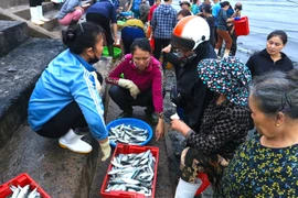 Nhộn nhịp bến cá Nghi Thủy lúc bình minh