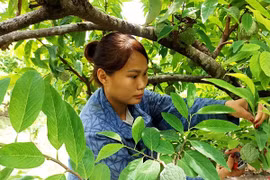 Vợ chồng trẻ lãi hàng trăm triệu đồng mỗi năm từ trồng na